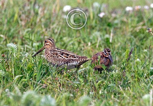 Common Snipe and Chick DM1046